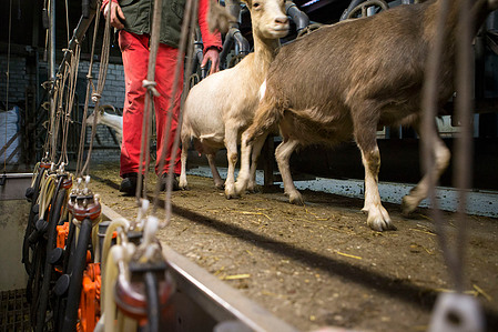 Janet Vermist Reportage Kruidenwei Nooitgedacht Geitenboerderij 