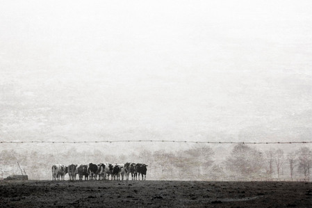 Janet Vermist Fotografie Fine Art Zwart Wit Boerderij Terug in de tijd Koeien
