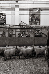 Janet Vermist Fotografie shetland vk farmer boer schapen sheep landschap bewoners