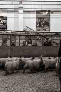 Janet Vermist Fotografie shetland vk farmer boer schapen sheep landschap bewoners