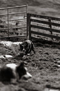 Janet Vermist Fotografie shetland vk farmer boer schapen sheep landschap bewoners