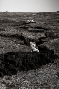 Janet Vermist Fotografie shetland vk farmer boer schapen sheep landschap bewoners