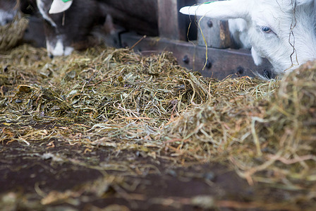 Janet Vermist Reportage Kruidenwei Nooitgedacht Geitenboerderij 