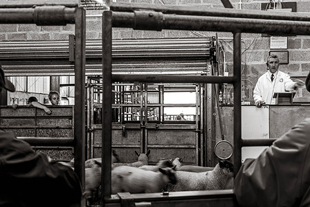 Janet Vermist Fotografie shetland vk farmer boer schapen sheep landschap bewoners