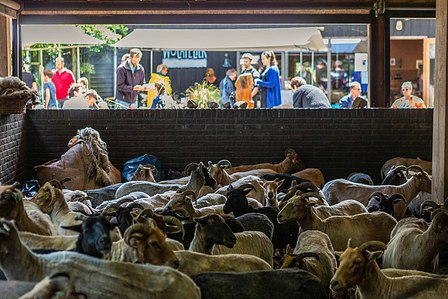 Janet Vermist Fotografie Wolfeest Balloo Zomer Fair