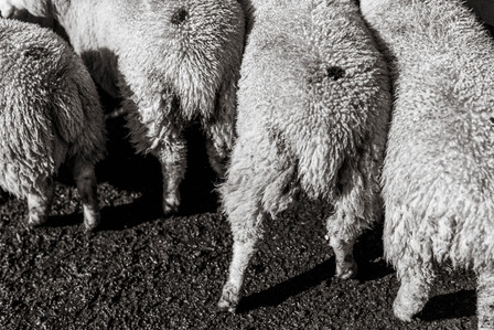 Janet Vermist Fotografie shetland vk farmer boer schapen sheep landschap bewoners