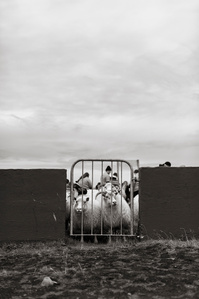 Janet Vermist Fotografie ijsland rettir schapen sheep iceland gathering farmer boer 