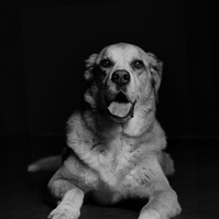 Pet photography Casper Wyoming, wyoming pet photography, dog photography, dog grooming Casper Wyoming, animal photography casper wyo, Cari Faye photography, Cari Faye Antonovich, scoop the poop, Casper wyoming's cutest pet