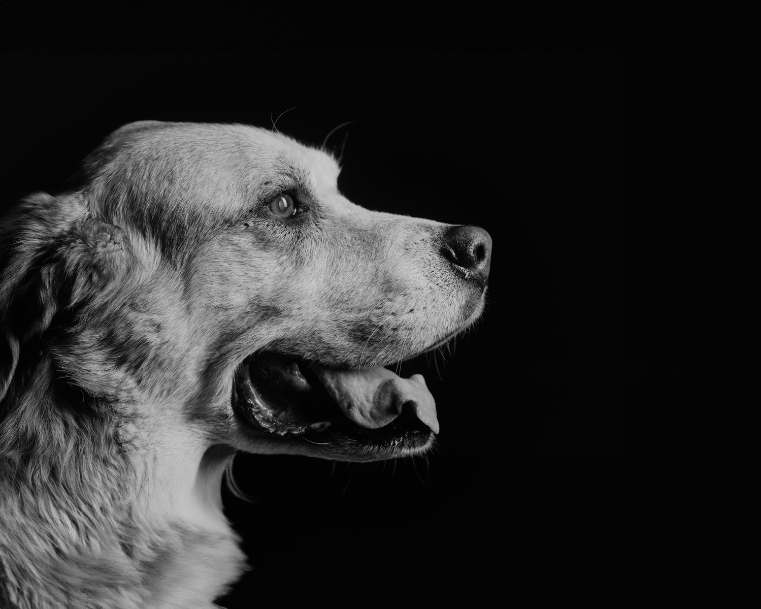 Pet photography Casper Wyoming, wyoming pet photography, dog photography, dog grooming Casper Wyoming, animal photography casper wyo, Cari Faye photography, Cari Faye Antonovich, scoop the poop, Casper wyoming's cutest pet