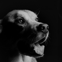Pet photography Casper Wyoming, wyoming pet photography, dog photography, dog grooming Casper Wyoming, animal photography casper wyo, Cari Faye photography, Cari Faye Antonovich, scoop the poop, Casper wyoming's cutest pet