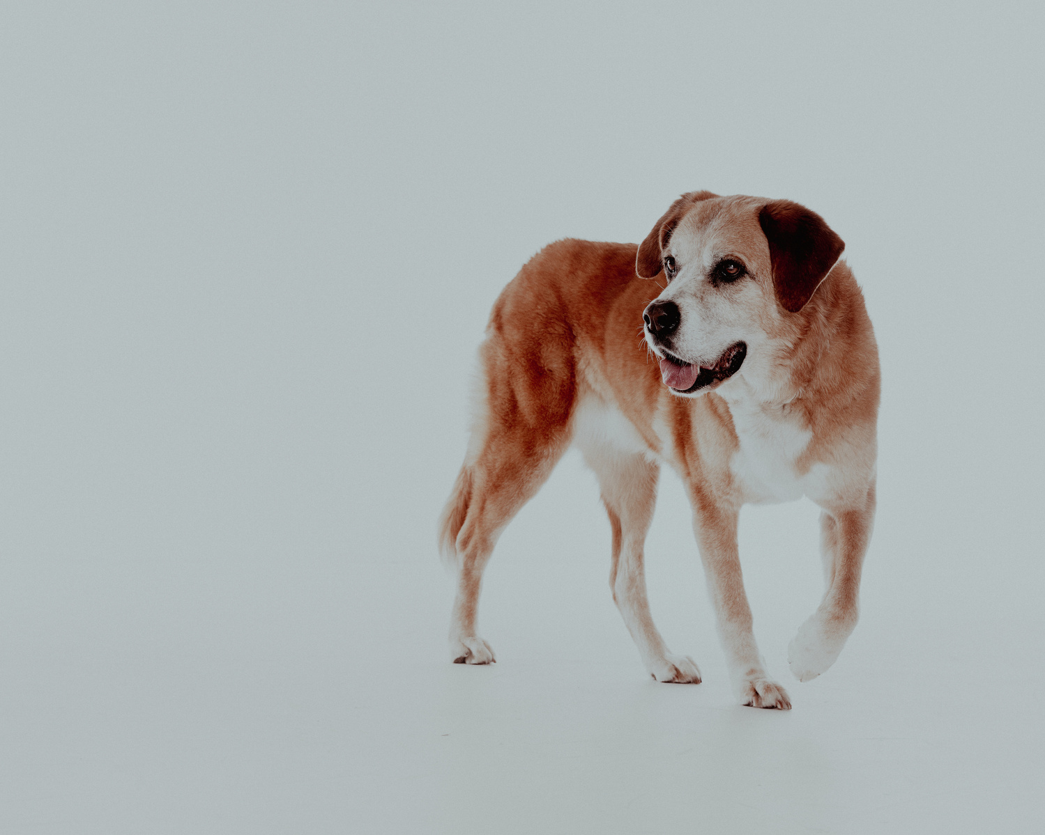 Pet photography Casper Wyoming, wyoming pet photography, dog photography, dog grooming Casper Wyoming, animal photography casper wyo, Cari Faye photography, Cari Faye Antonovich, scoop the poop, Casper wyoming's cutest pet