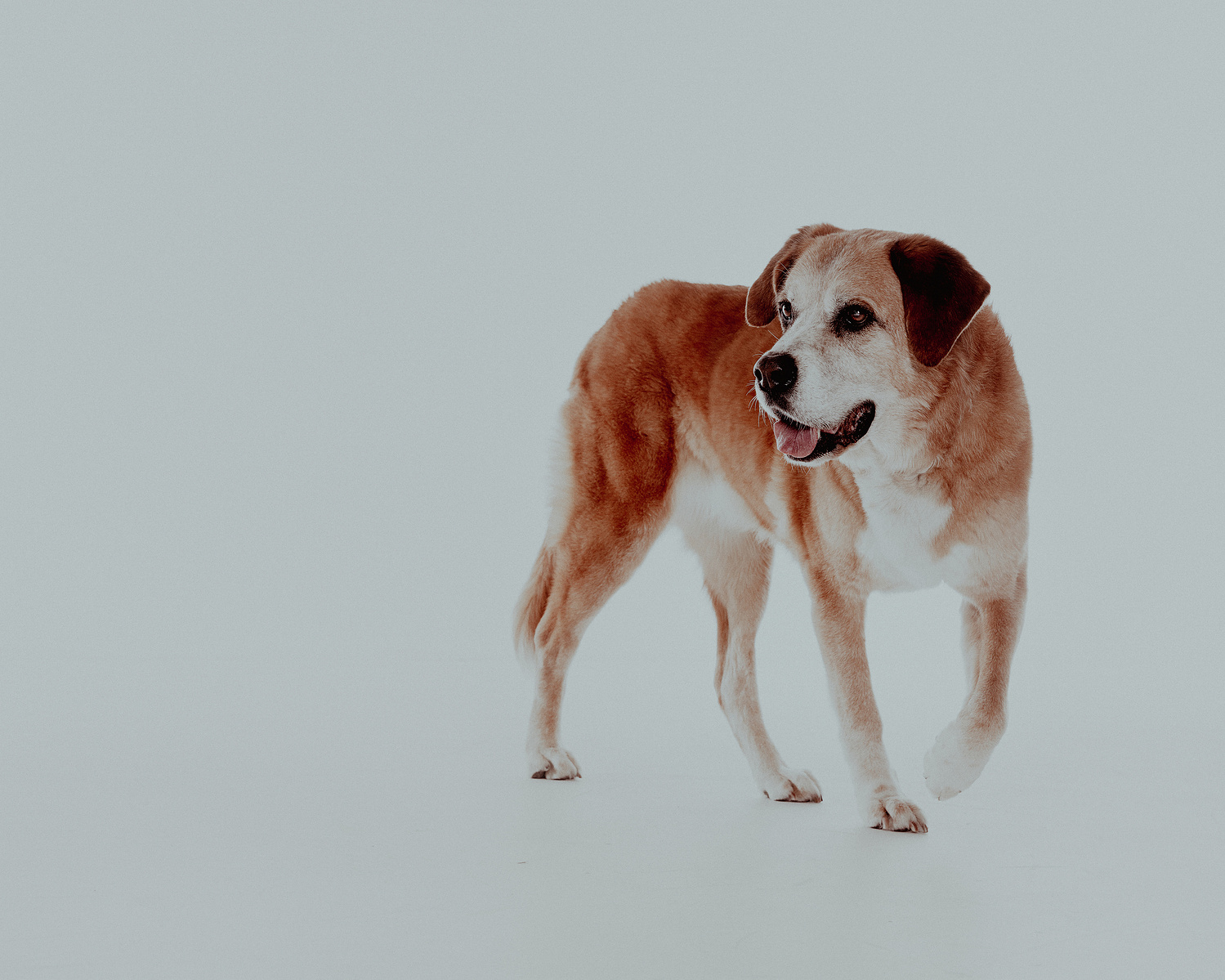 Pet photography Casper Wyoming, wyoming pet photography, dog photography, dog grooming Casper Wyoming, animal photography casper wyo, Cari Faye photography, Cari Faye Antonovich, scoop the poop, Casper wyoming's cutest pet
