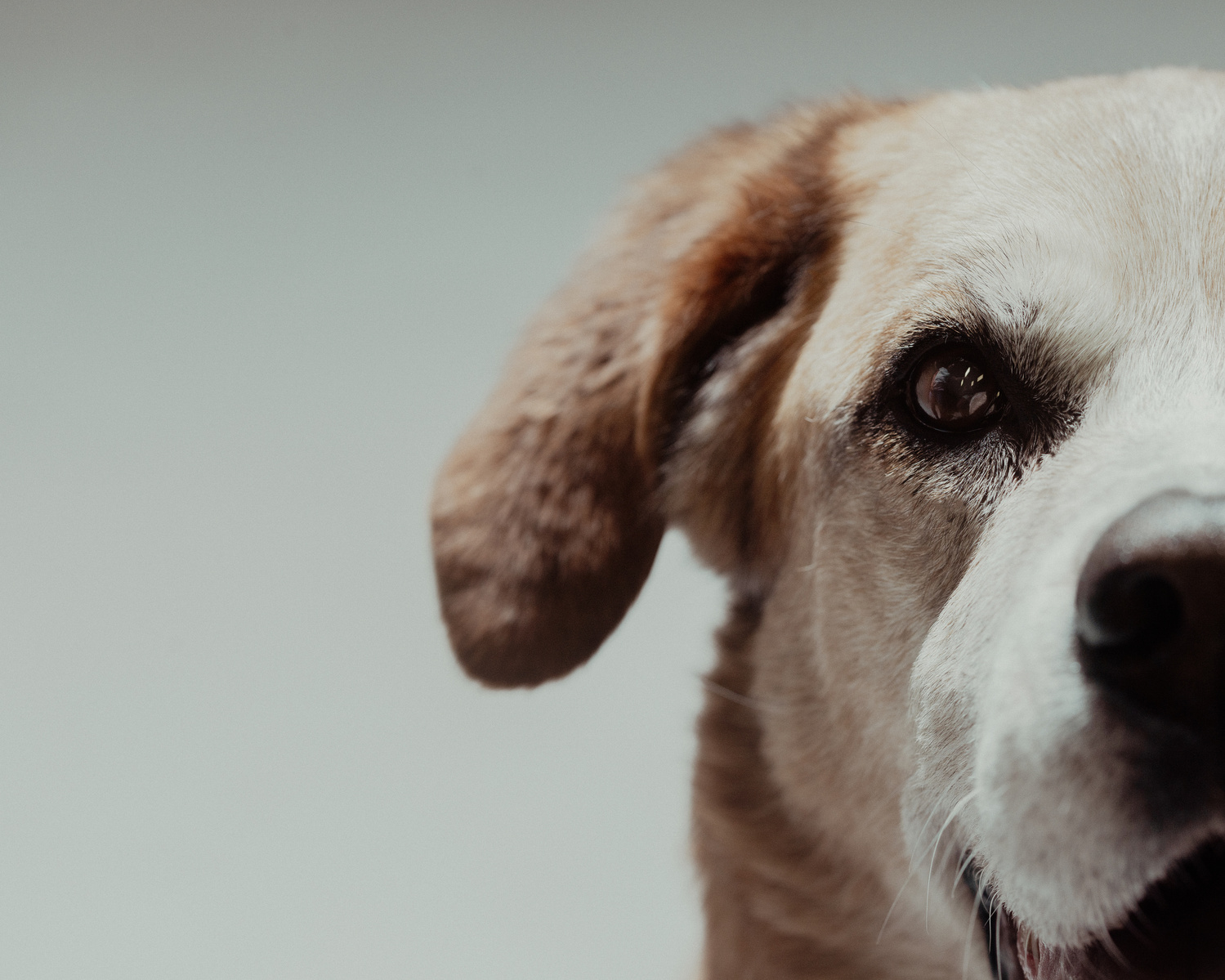 Pet photography Casper Wyoming, wyoming pet photography, dog photography, dog grooming Casper Wyoming, animal photography casper wyo, Cari Faye photography, Cari Faye Antonovich, scoop the poop, Casper wyoming's cutest pet