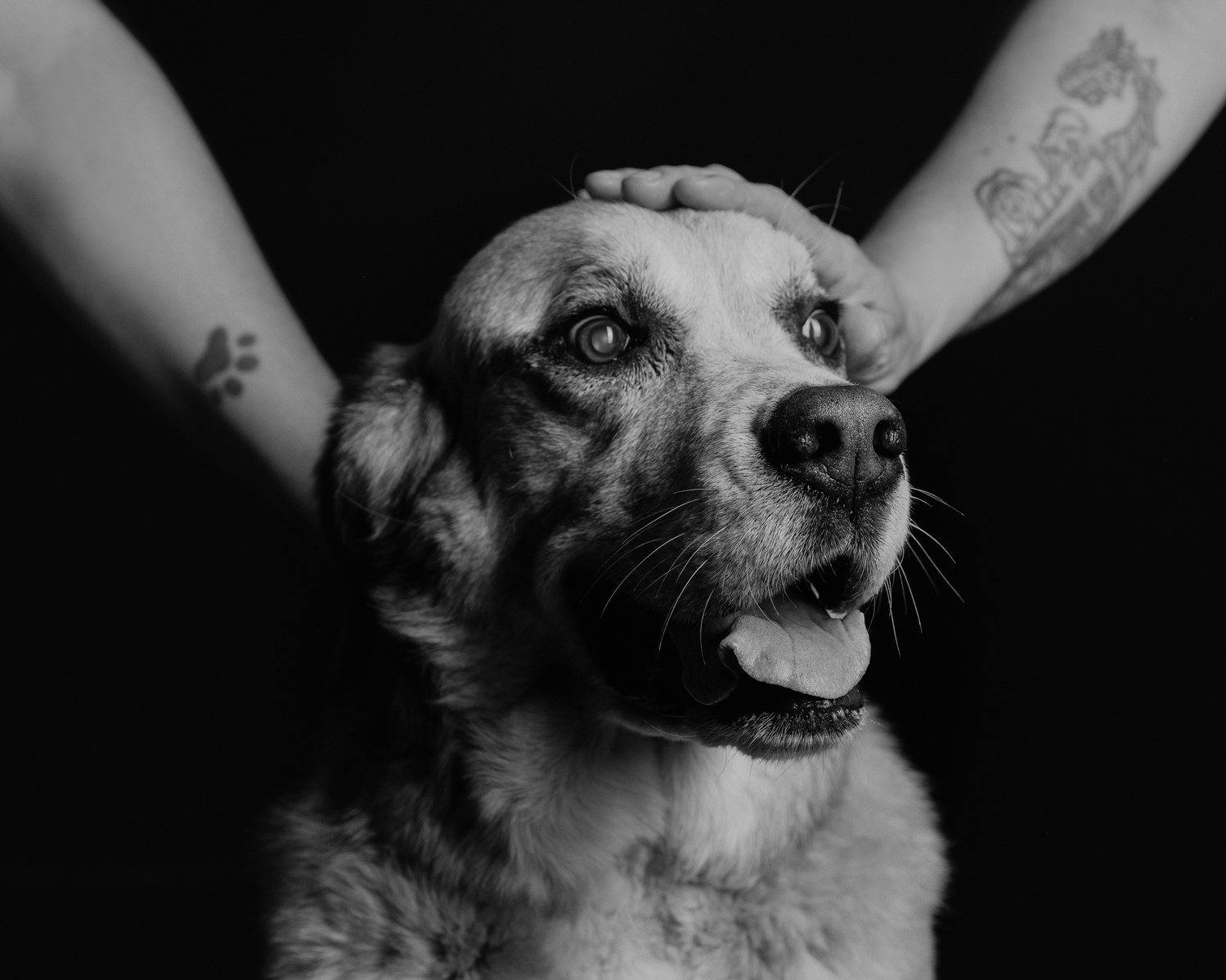 Pet photography Casper Wyoming, wyoming pet photography, dog photography, dog grooming Casper Wyoming, animal photography casper wyo, Cari Faye photography, Cari Faye Antonovich, scoop the poop, Casper wyoming's cutest pet