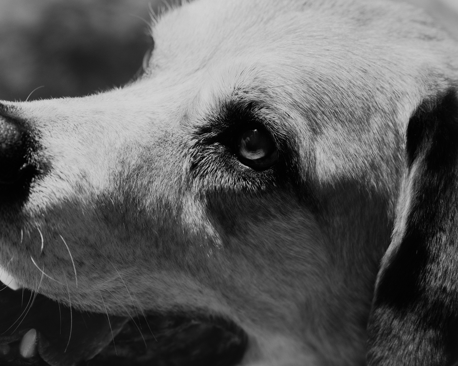 Pet photography Casper Wyoming, wyoming pet photography, dog photography, dog grooming Casper Wyoming, animal photography casper wyo, Cari Faye photography, Cari Faye Antonovich, scoop the poop, Casper wyoming's cutest pet