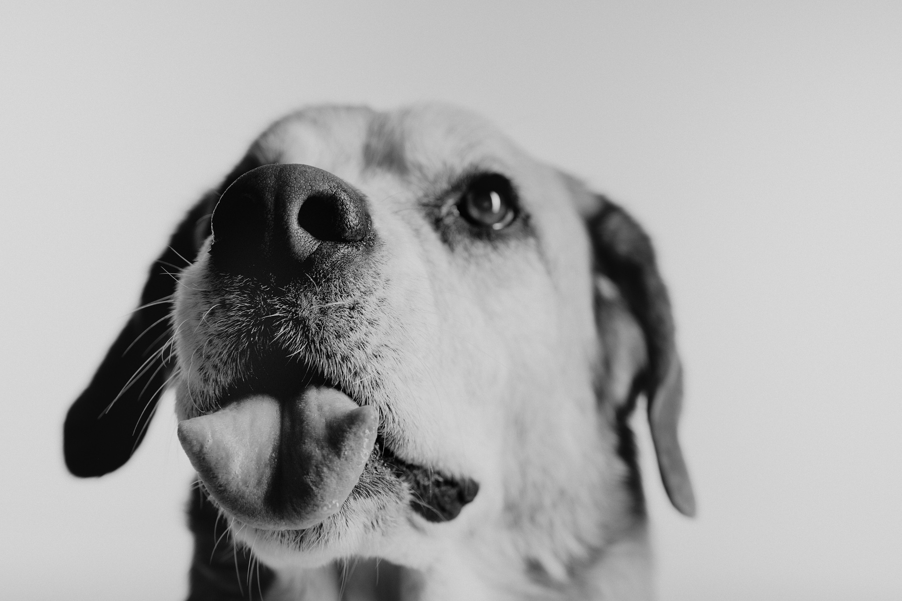 Pet photography Casper Wyoming, wyoming pet photography, dog photography, dog grooming Casper Wyoming, animal photography casper wyo, Cari Faye photography, Cari Faye Antonovich, scoop the poop, Casper wyoming's cutest pet