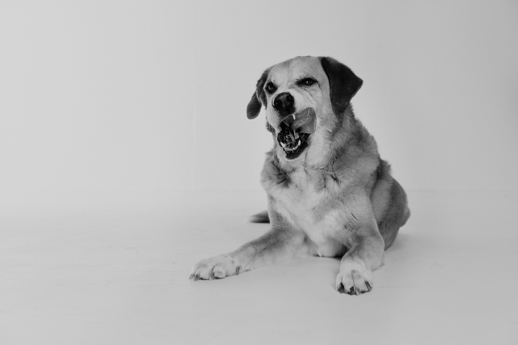 Pet photography Casper Wyoming, wyoming pet photography, dog photography, dog grooming Casper Wyoming, animal photography casper wyo, Cari Faye photography, Cari Faye Antonovich, scoop the poop, Casper wyoming's cutest pet