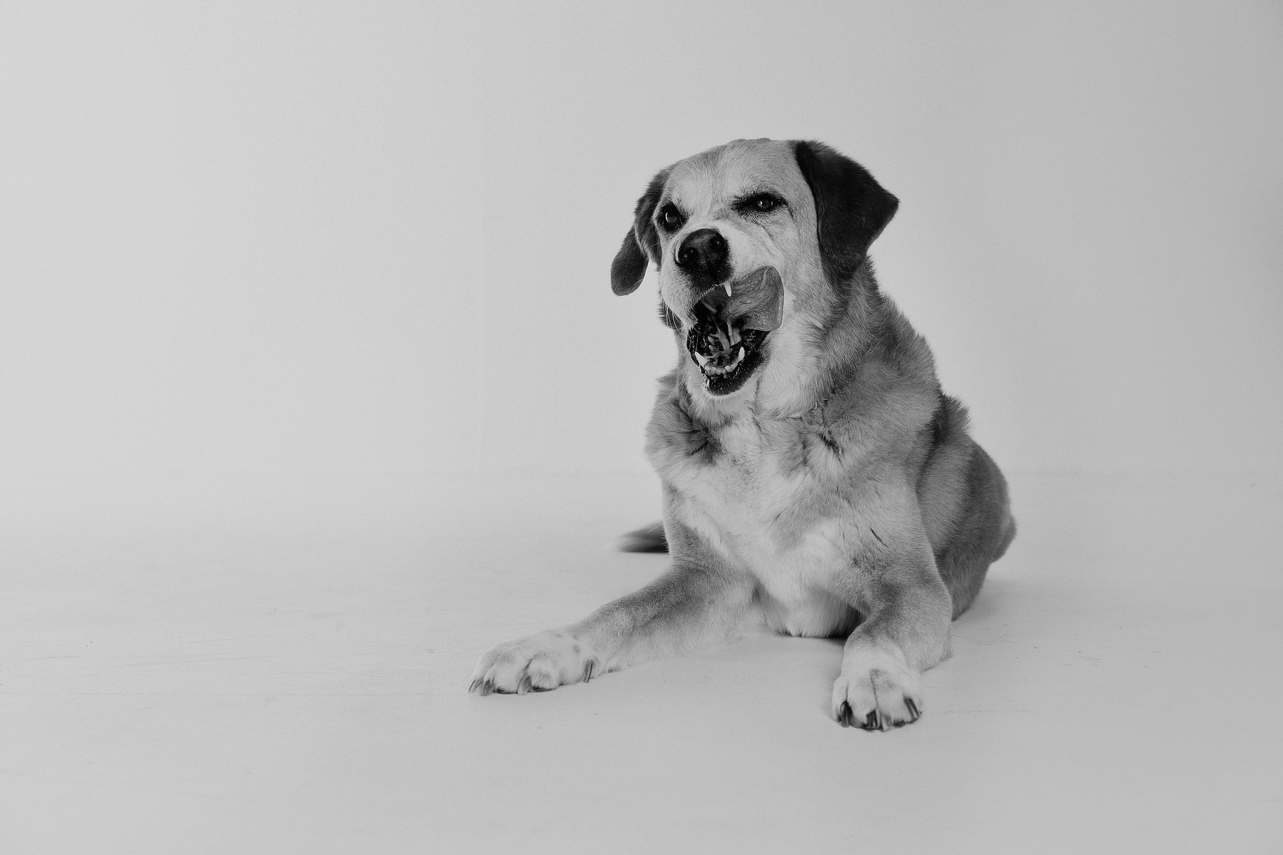 Pet photography Casper Wyoming, wyoming pet photography, dog photography, dog grooming Casper Wyoming, animal photography casper wyo, Cari Faye photography, Cari Faye Antonovich, scoop the poop, Casper wyoming's cutest pet
