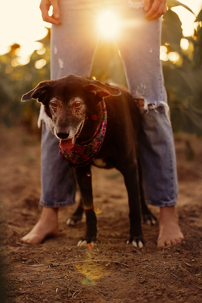 Sunflower portrait photography Denver Colorado pet photography boudoir photography Casper Wyoming Cari Faye Antonovich Katie Dooling the white room studios