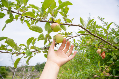A hand reaching for an apple from a tree.