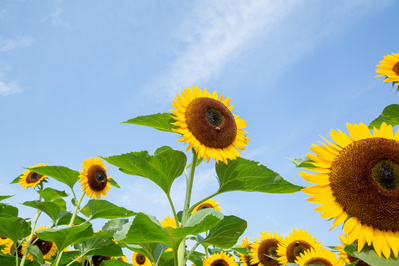 Big yellow sunflowers against a blue sky.