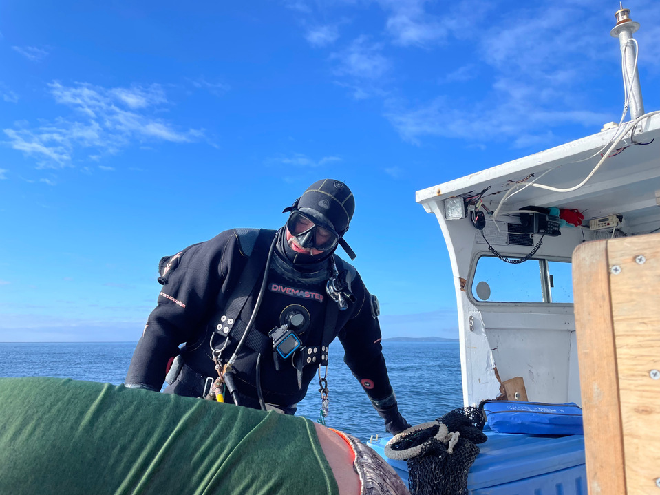 Chris Sparks dives for sea cucumbers off of Fidalgo Island.