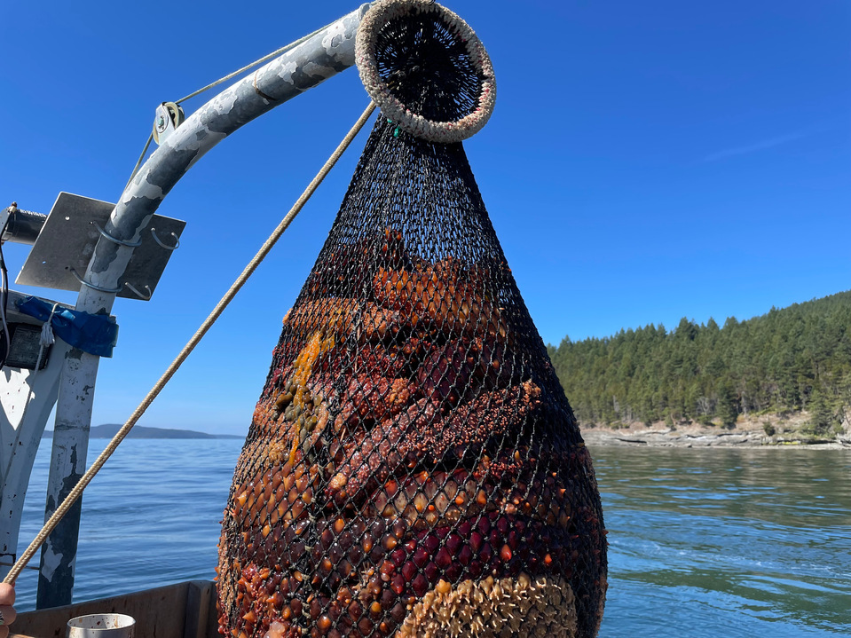 A net full of sea cucumbers is pulled from the bottom of the sea near Anacortes, Washington.