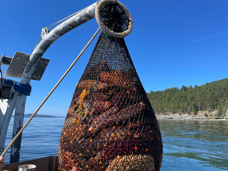 A net full of sea cucumbers is pulled from the bottom of the sea near Anacortes, Washington.