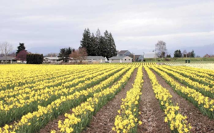 mount vernon, daffodils, fields, farms, Colette Weeks