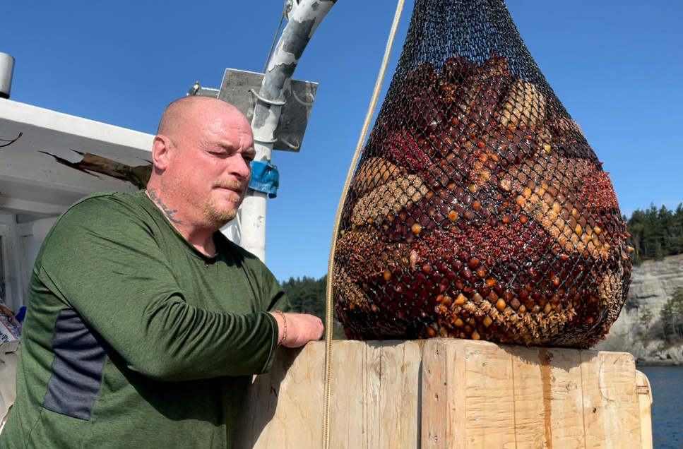 sea cucumbers, Fidalgo Bay, Anacortes, commercial fishing, divers, Colette Weeks