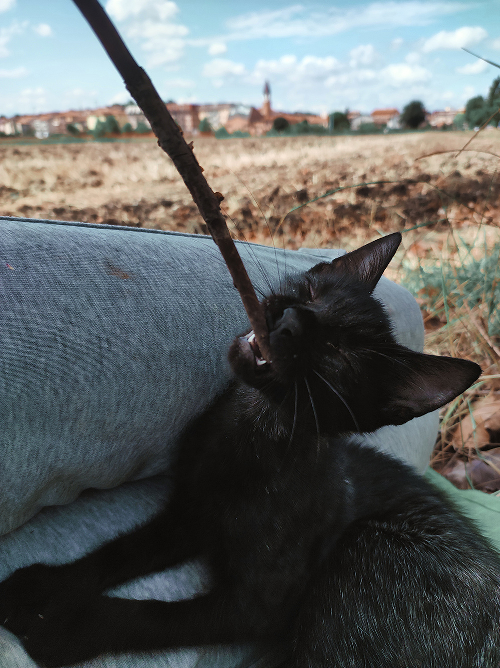 fryderyk-cat-ola-mae-trip