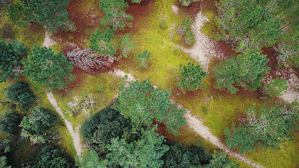ola-mae-france