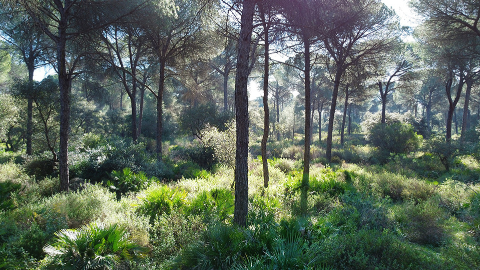 ola mae photo forest drone photography