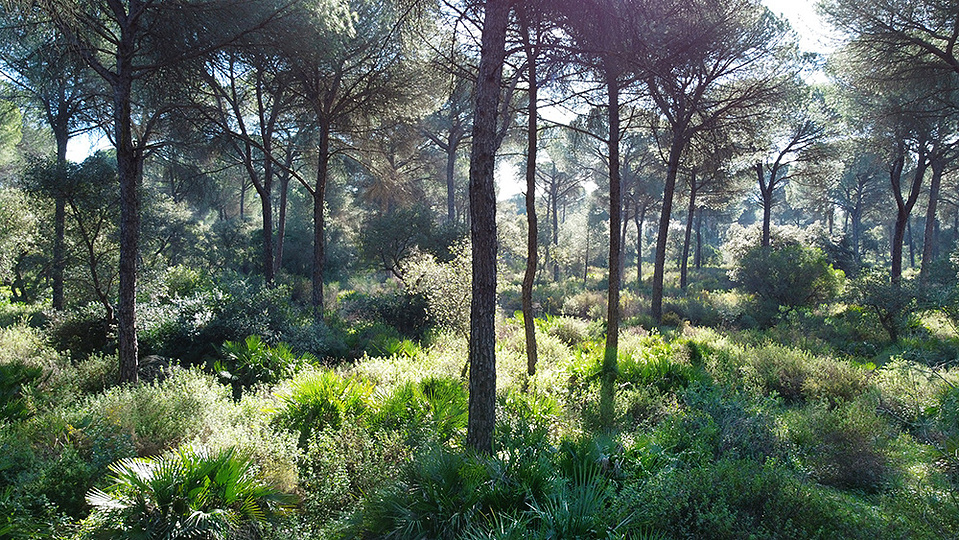 ola mae photo forest drone photography