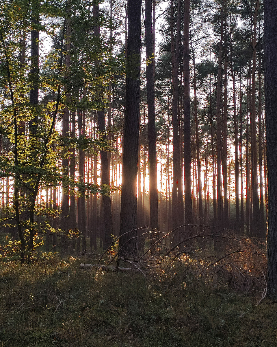 forest sunset nature lover ola bike trip adventure kot fryderyk orlikowska