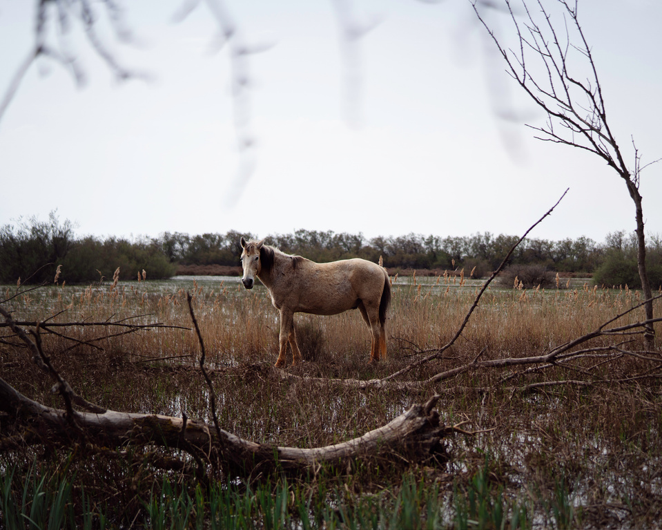 Ola Mae Wild horses