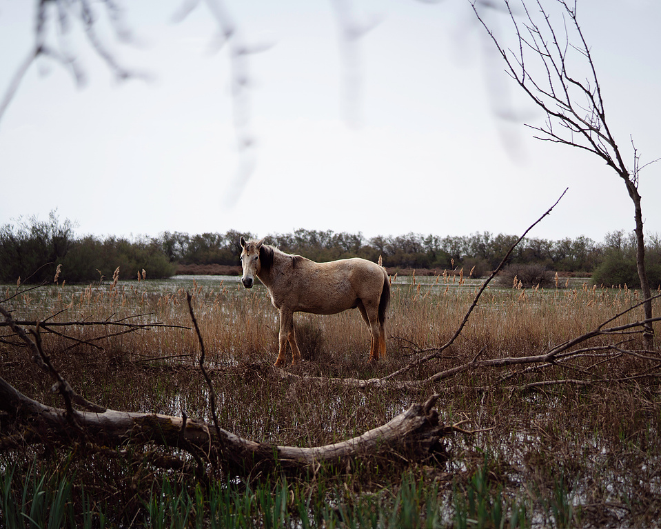 Ola Mae Wild horses