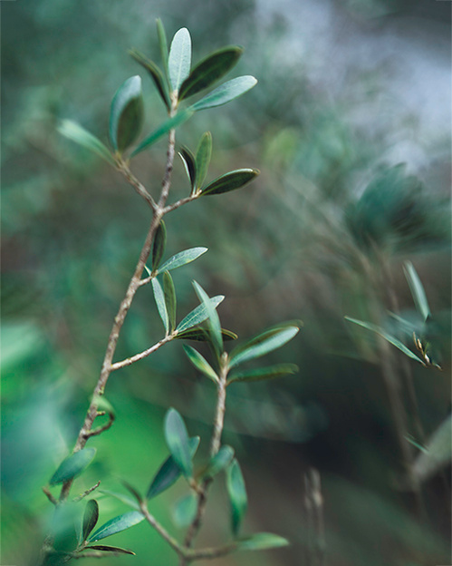 ola mae photo olive tree portugal