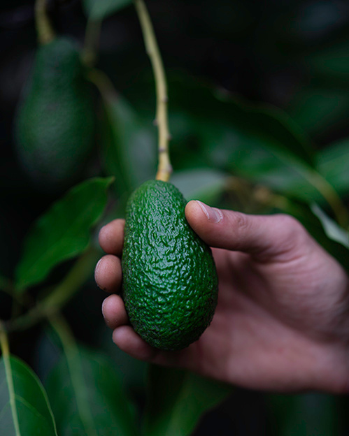 avocado tree spain ola mae european 