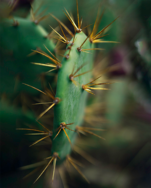 ola mae photo cacti portugal