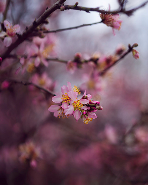 ola mae photo spring flowers