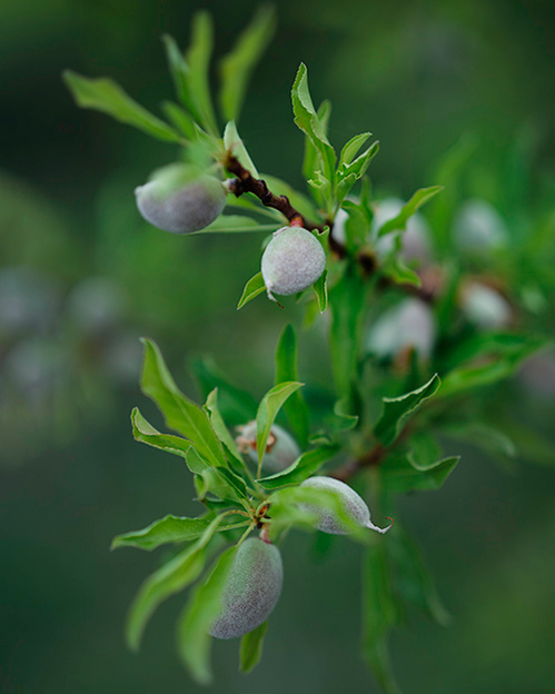 almond spain europe ola mae photo 