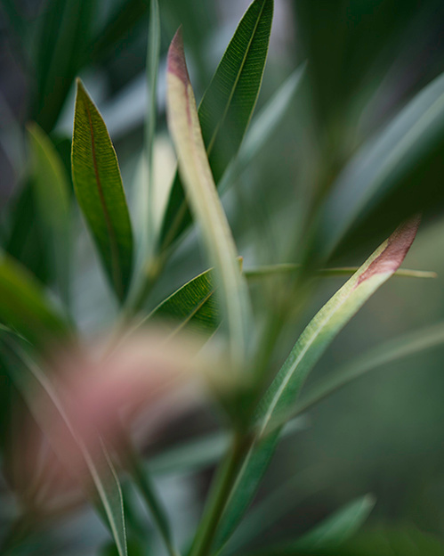 close up photography traveler ola mae 