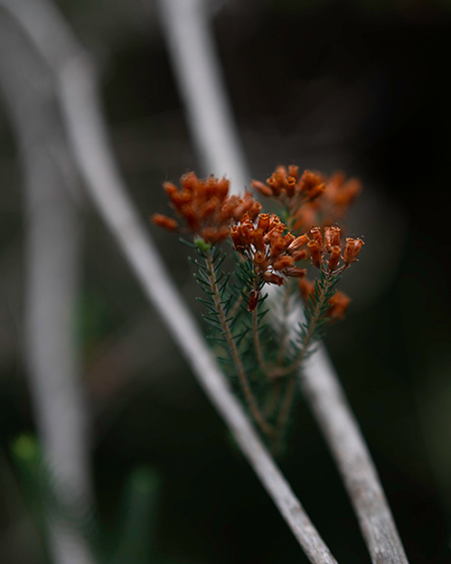 forest ola mae photography tour landscape photo
