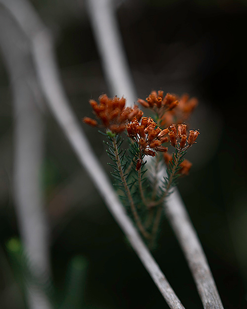 forest ola mae photography tour landscape photo