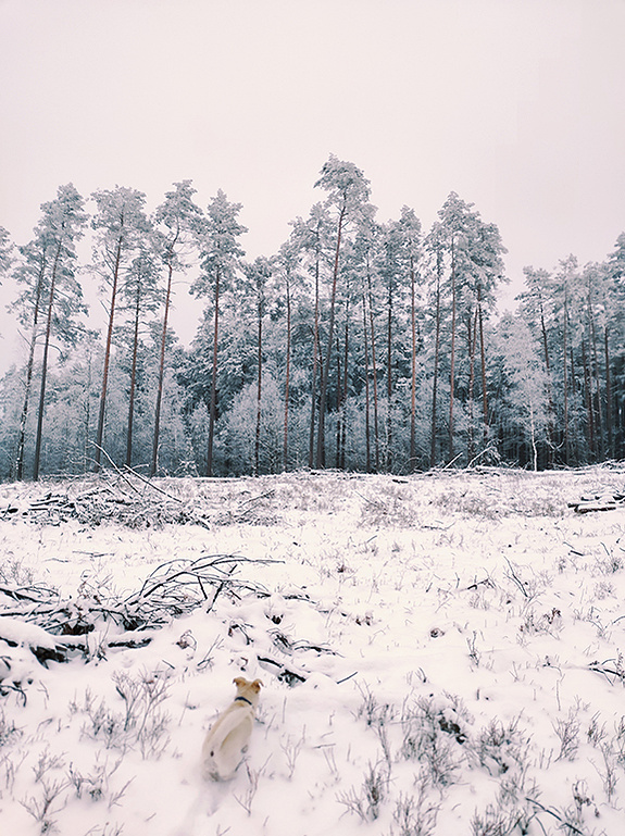 forest meditation nature bath orlikowska public speaking ola mae 