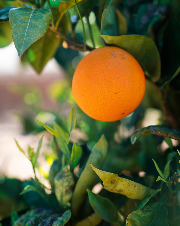 european traveler tour photography ola mae oranges