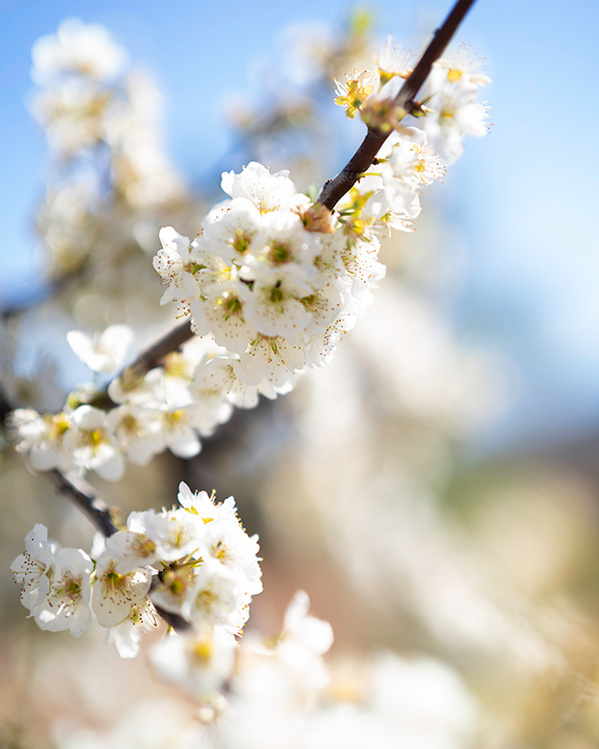 spring ola mae photography