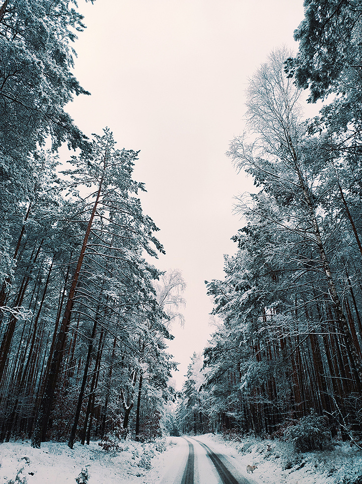 forest skórcz ola mae orlikowska bike 