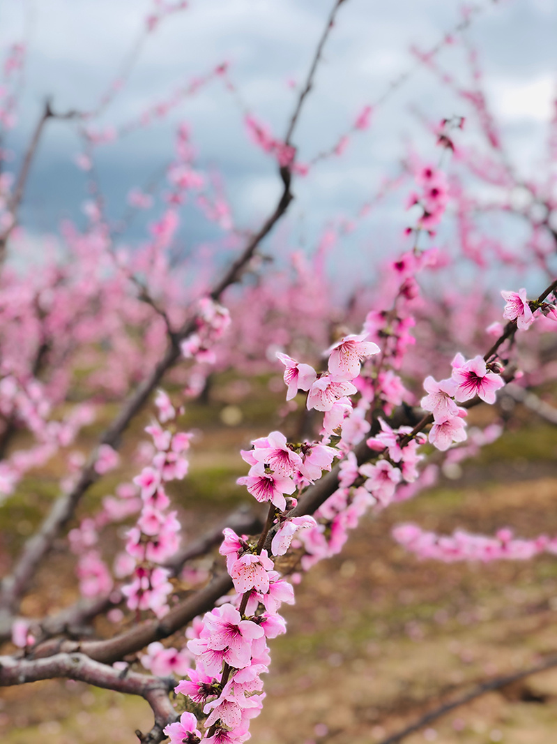 blooming spring photography spain europe ola mae 